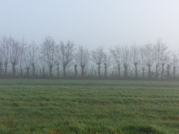 kerstboom