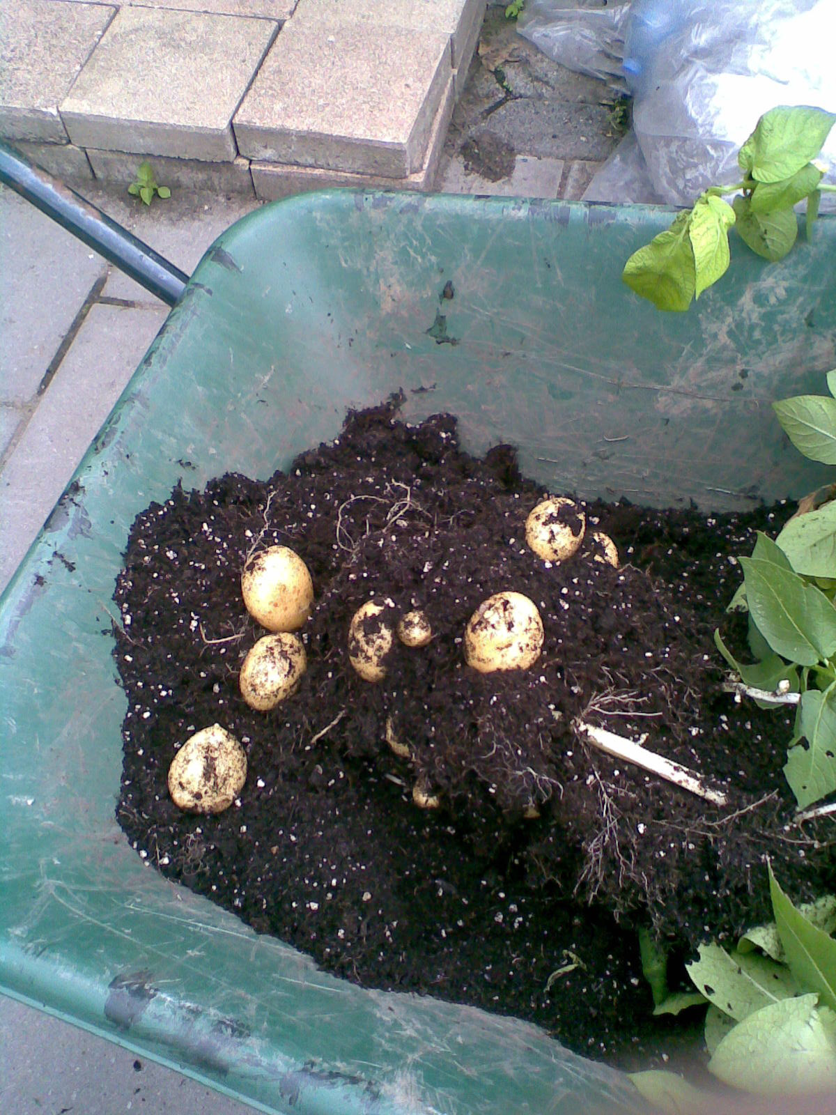 hobby aardappelen tuin