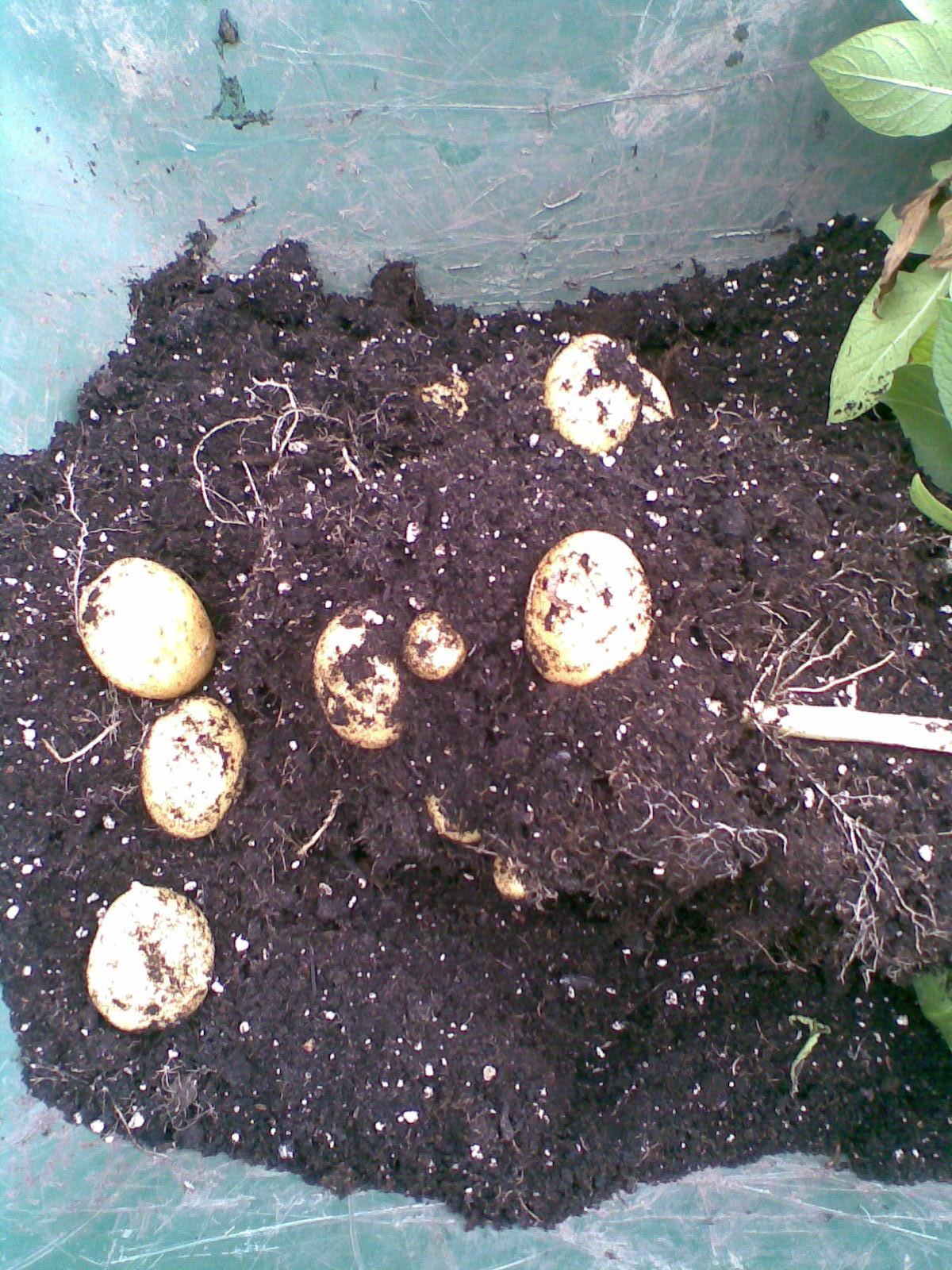aardappel tuin